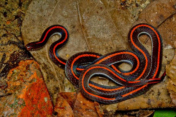 the Malayan Banded Coral Snake: