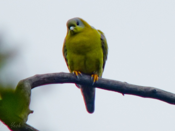 yellow footed green pigeon
