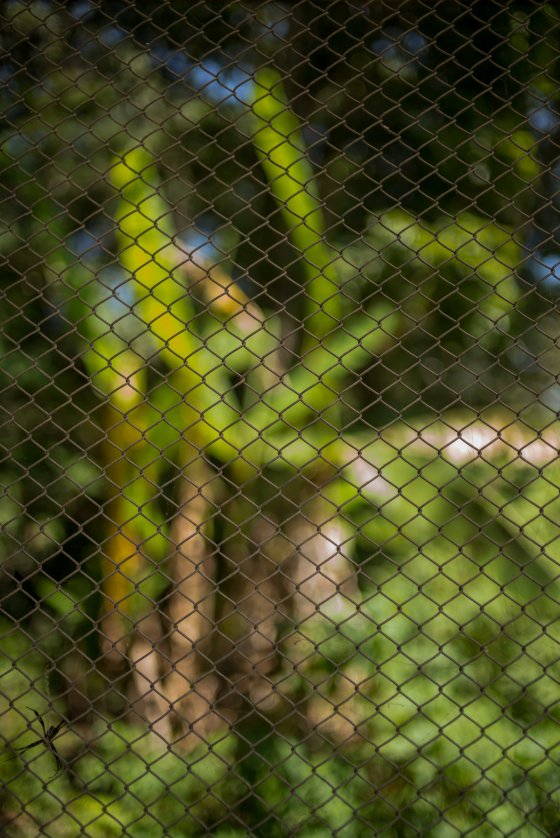 Bird's eye view of the forest from within the cage