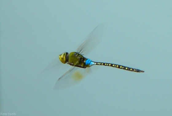 dragonflies were hovering
