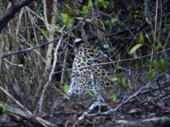 back view of leopard's head with cute white tipped ears