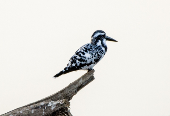pied kingfisher drying himslef after dive