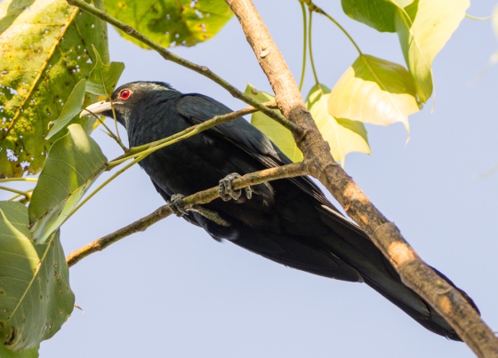Asian Koel with red eye