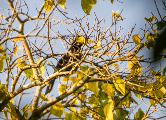 a terrible picture of the Great Hornbill with very yellow bill...