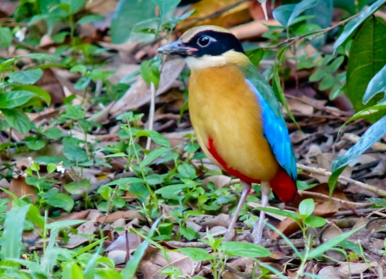the blue winged pitta for comparison...note the prominent buff lateral stripe just above the eye which distinguishes it from the mangrove pitta
