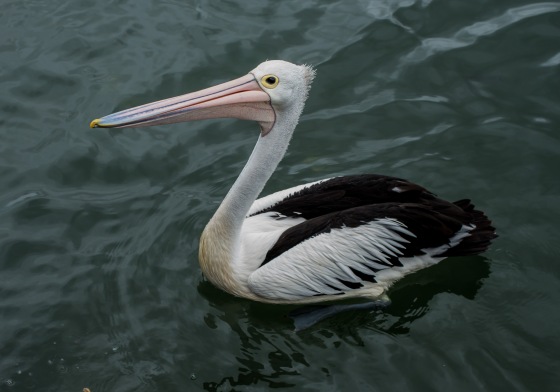 The pelicans at fish port were friendly...