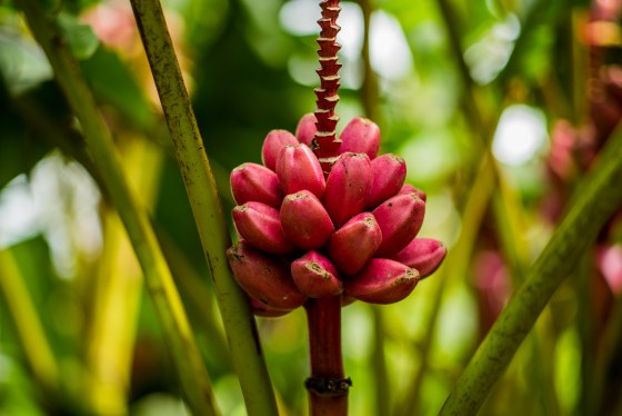 the flora was interesting too...pink bananas