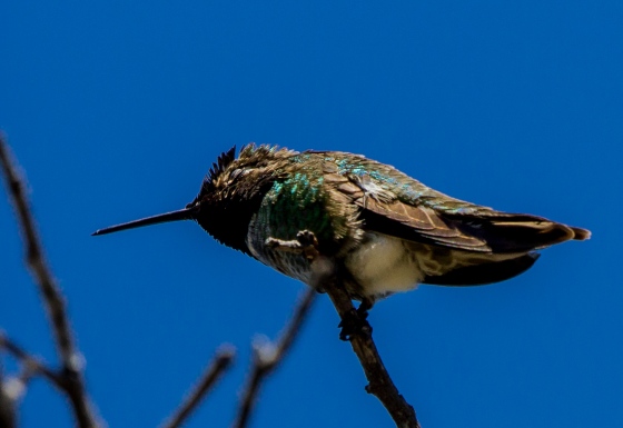 The Anna's Hummingbird was also active here