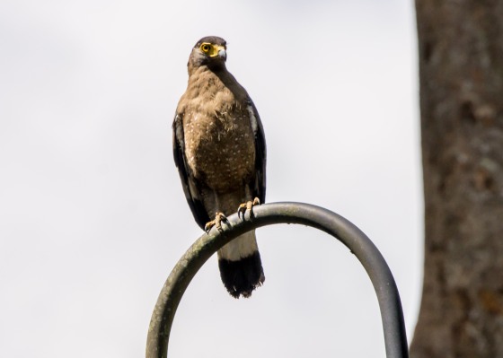 Crested Serpent Eagle perched on a lamppost