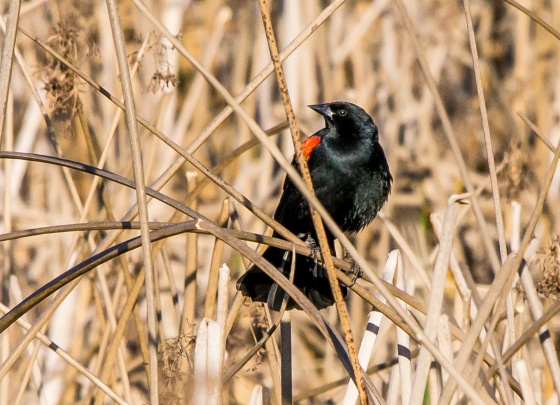 quite dramatic blackbird