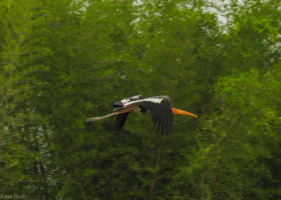 painted stork in flight