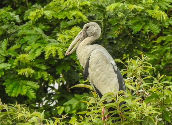 the Asian Open-billed stork