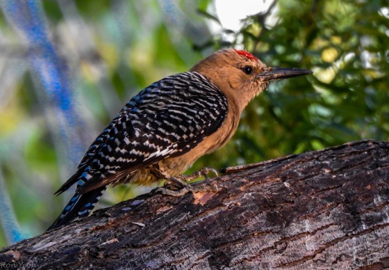 But one of the prettiest birds of the two days I visited the GWR was the Gila (pronounced Hila) Woodpecker