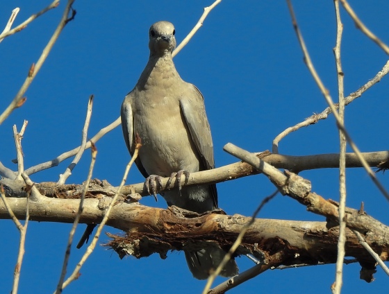another view of mourning dove from the front