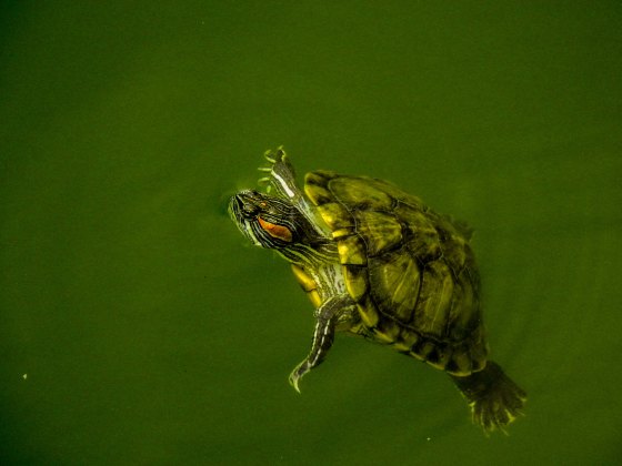there were lots of red eared sliders around