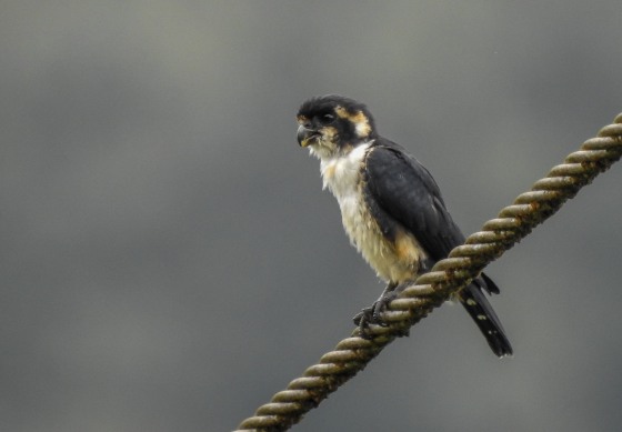 star bird on the lower telecom loop...from distance...the black thighed falconet, a tiny, 6 inch raptor
