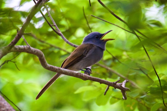 And Ces managed to shoot the female Palawan Blue Paradise Flycatcher! Looks a bit like the Mangrove Blue Flycatcher.  Courtesy of Ces Espiritu