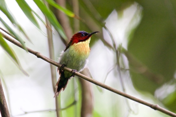 The absolutely delightful and delightfully named Lovely Sunbird.  Picture courtesy of Ces Espiritu