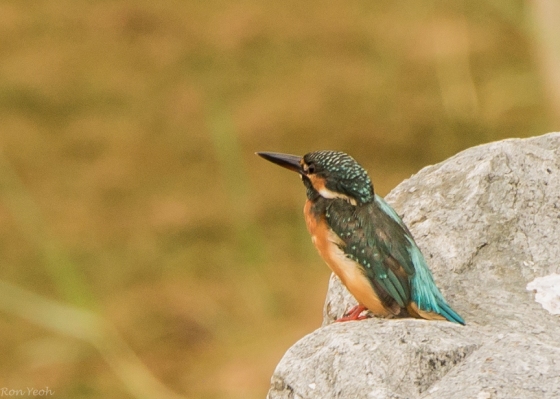 The actually quite uncommon Common Kingfisher