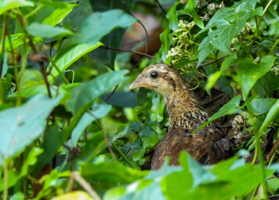it was a female red jungle fowl with a couple of chicks...very shy, they disappeared rapidly as I approached...