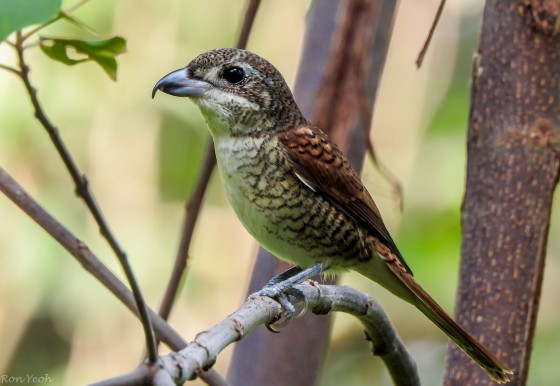 just magnificent...this one is a juvenile tiger shrike