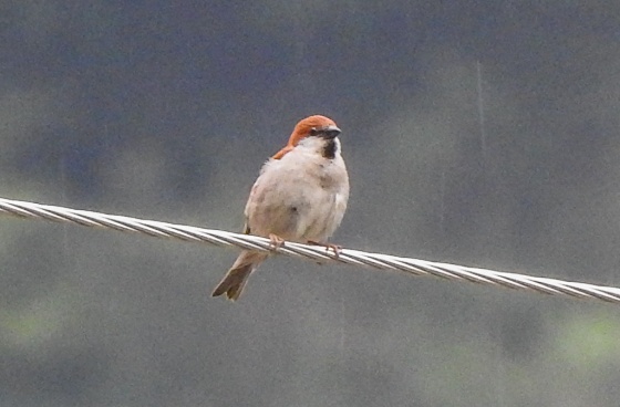russet sparrow