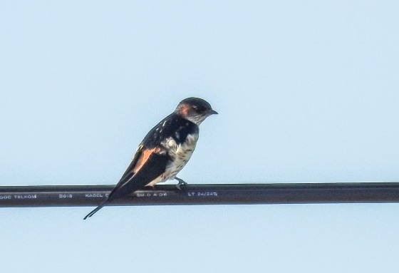 striated swallow