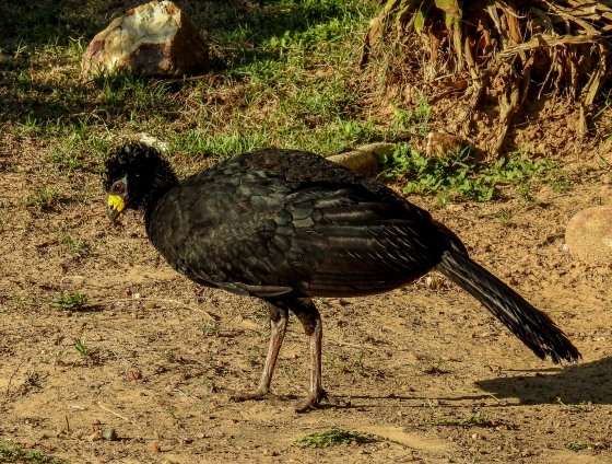 bare faced curassow (2)