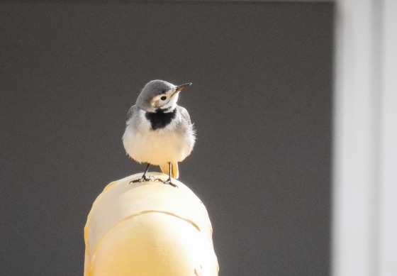pied wagtail (2)